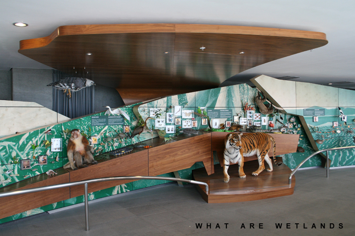 Exhibition Works for Hong Kong Wetland Park & Visitor Centre, Tin Shui Wai