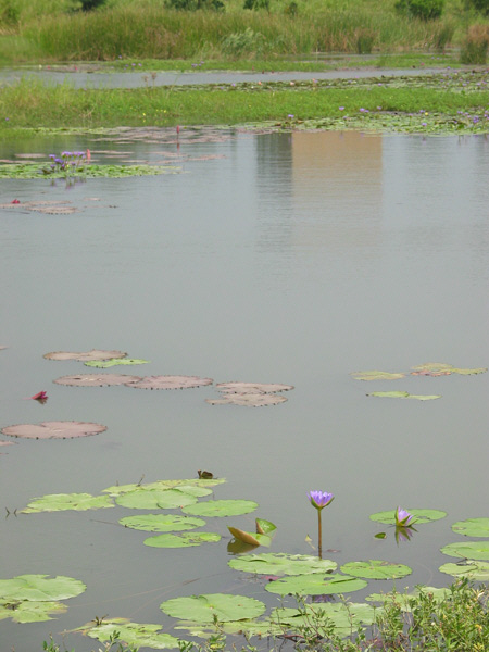 International Wetland Park